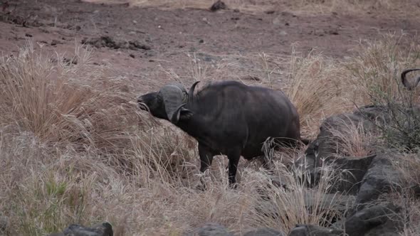 Buffalo walks through tall grass