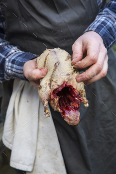 A man hilding a game bird carcass and removing the quills from the plucked skin.