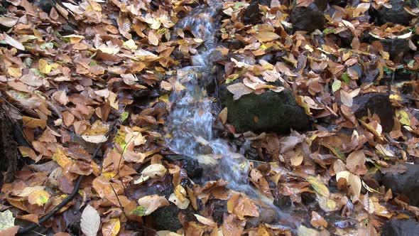 Dry Leaves on the Trees Fall Into the Stream in Autumn Forest