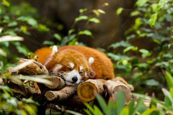 Red panda sleeping on the tree
