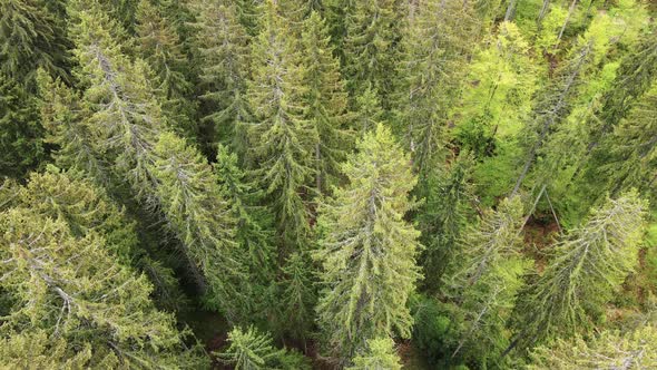 Spruce Forest. Slow Motion. Carpathian Mountains. Ukraine. Aerial.