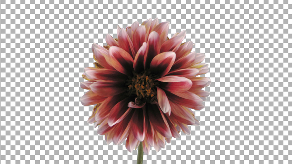 Time-lapse of dying red-white dahlia with ALPHA channel