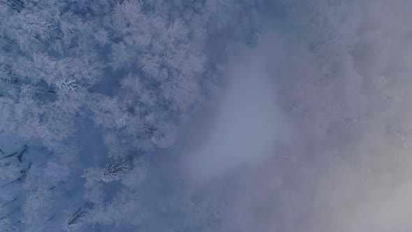 Top down view of pine tree forest covered in snow and fog at winter