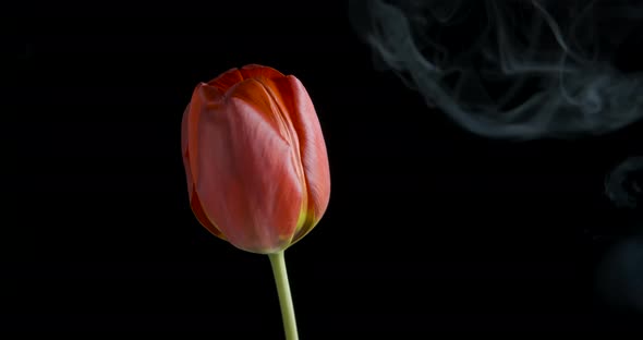 Red tulip in smoke on a black background.