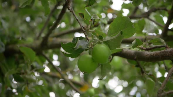 Green apples ripening on a tree branch medium shot