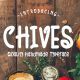 Chives Cute Font - GraphicRiver Item for Sale