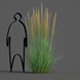 Karl Foerster Feather Reed Grass - 3DOcean Item for Sale