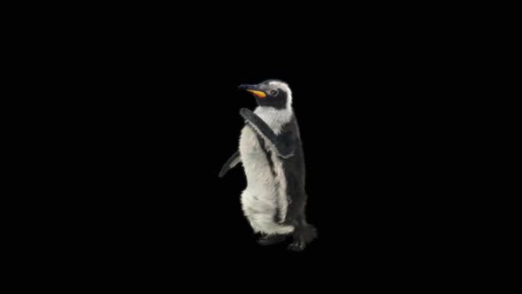 Penguin Dancing HD