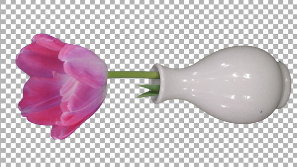 Time-lapse of opening pink tulip in a vase with ALPHA channel, vertical orientation