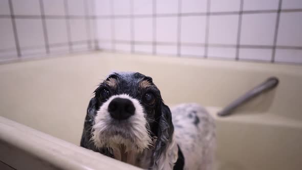 Wet dog standing in bathtub