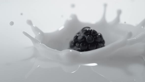 Blackberry falling into milk. Slow Motion.
