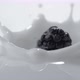 Blackberry falling into milk. Slow Motion. - VideoHive Item for Sale