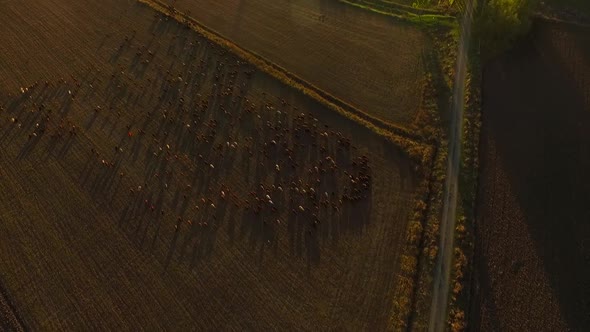 Sheep Herd