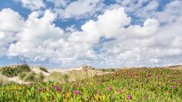 Sunny Day with Fast Moving Clouds over Flowers in Green Coast in New Zealand