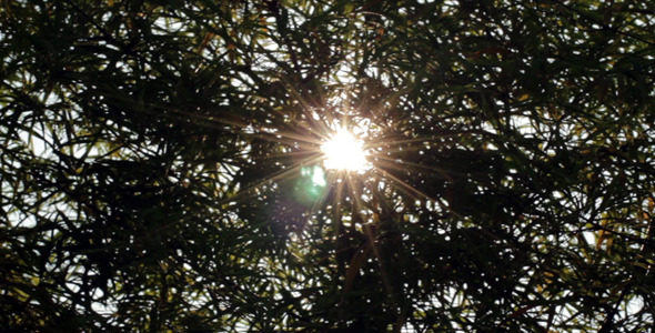 Sunshine Through Bamboo 1