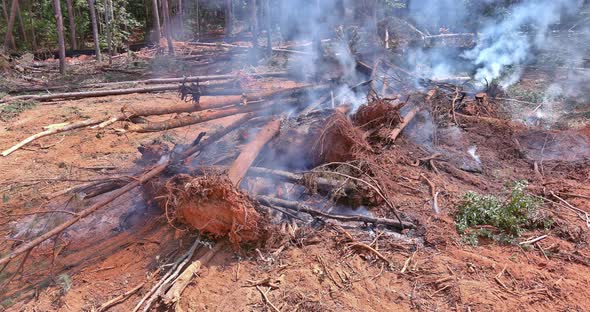 Preparation of the Land for the Construction of New Houses Burning of Uprooted Forests