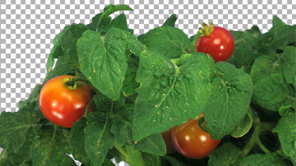 Time-lapse of growing and ripening tomato vegetables with ALPHA channel