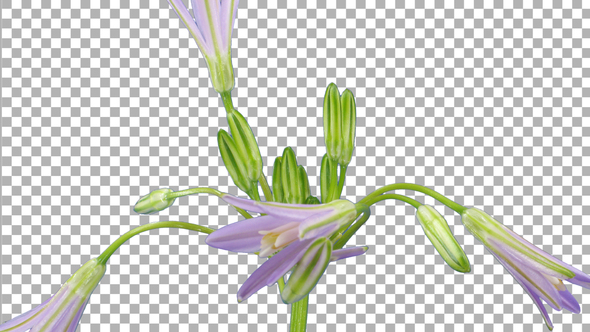 Time-lapse of growing and blooming Brodiaea flower with ALPHA channel