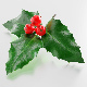 holly branch - 3DOcean Item for Sale