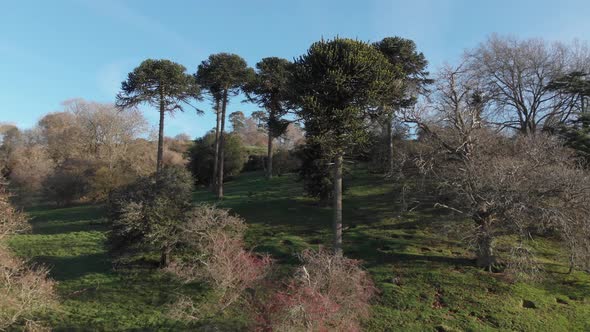 Monkey Puzzle Trees Church Hill Burton Dassett Warwickshire Aerial Winter Landscape Colour Graded