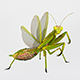 Common mantis - 3DOcean Item for Sale