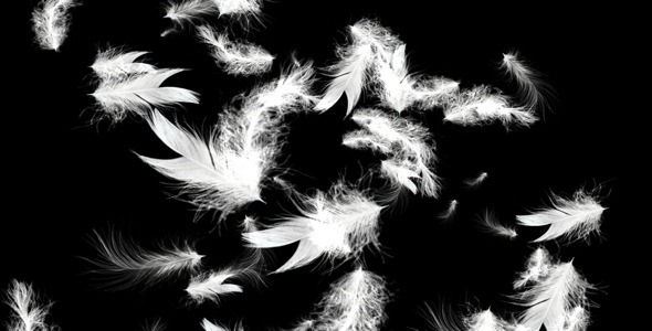 White Feathers -  Full HD Loop