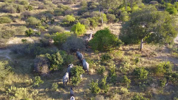 Aerial, elephants walking single file through grasslands and charging antelopes