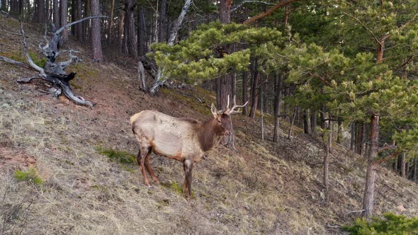 Wild Horned Deer Standing in the Forest in the Spring