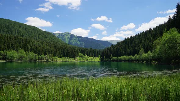 Lake Among Pine Forests