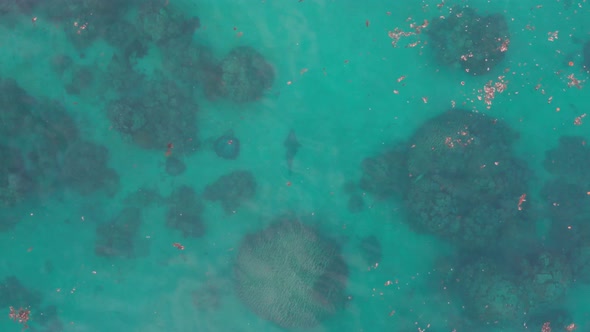 Aerial view of an elusive and endangered guitar shark relaxing on the seabed