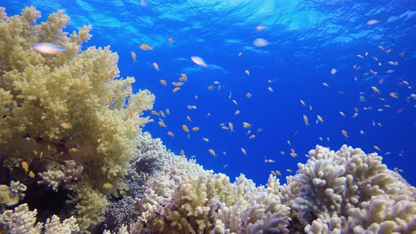 Coral Garden Vibrant Fish