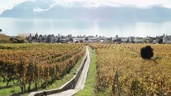 lavaux vineyards, drone view during autumn with the leman lake behind. Vaud, Switzerland