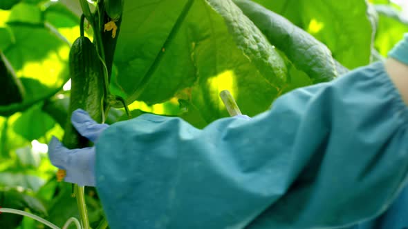 An Agro Greenhouse Worker Collects a Ripe Cucumber