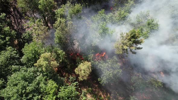 Climatic Change. Forest Fire Aerial