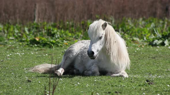 White pony lying down on the green grass, relaxed. Bronw pony approaches and smells him.