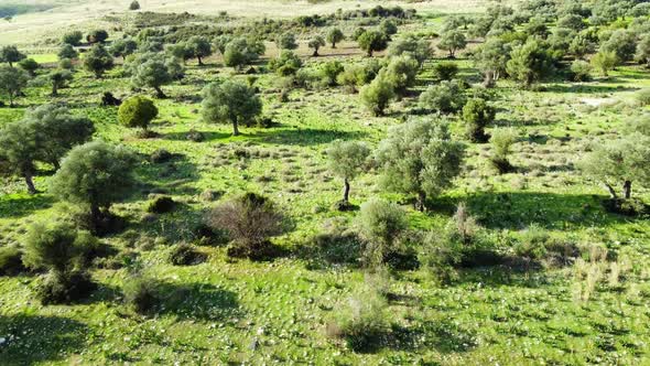 Mediterranean Landscape Drone Slowly Flying Through Olive Trees Beautiful Nature View of Green Grove