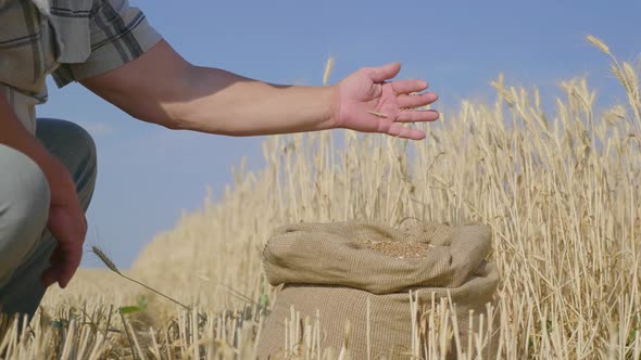 Hands of Adult Farmer Touching and Sifting Wheat Grains in a Sack. Wheat Grain in a Hand After