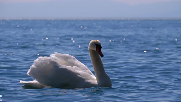 Huge White Swan Swims in a Clear Mountain Lake with Crystal Clear Blue Water. Switzerland