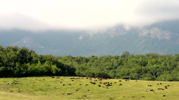 Farm animals are grazing at pastures under mountains in Crimea Ukraine autumn time sunny day