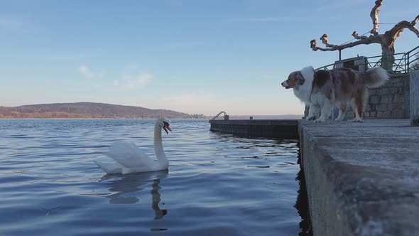Hostile aggressive rampant dog barks at swan from dock edge. Low-angle pov