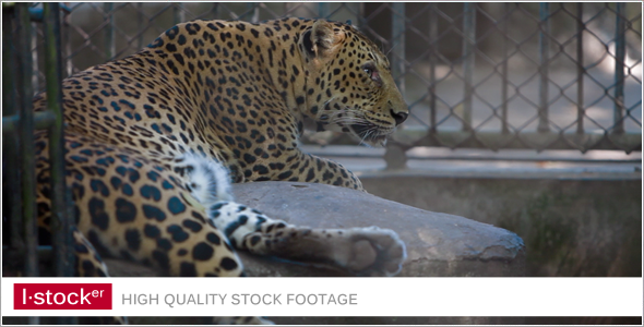 Leopard In Zoo 2