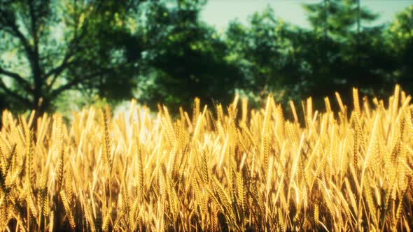 Scene of Sunset or Sunrise on the Field with Young Rye or Wheat in the Summer