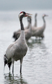 The common crane (Grus grus) standing in the water - PhotoDune Item for Sale