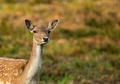 Female of Fallow deer (Dama dama) - PhotoDune Item for Sale