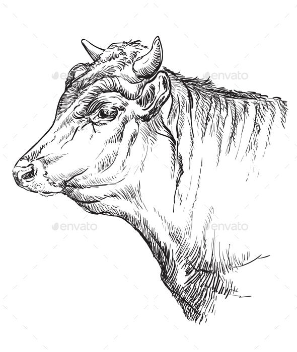 Hand drawing bull 1