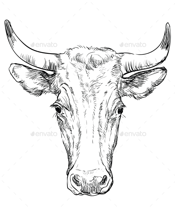 Hand drawing bull 4