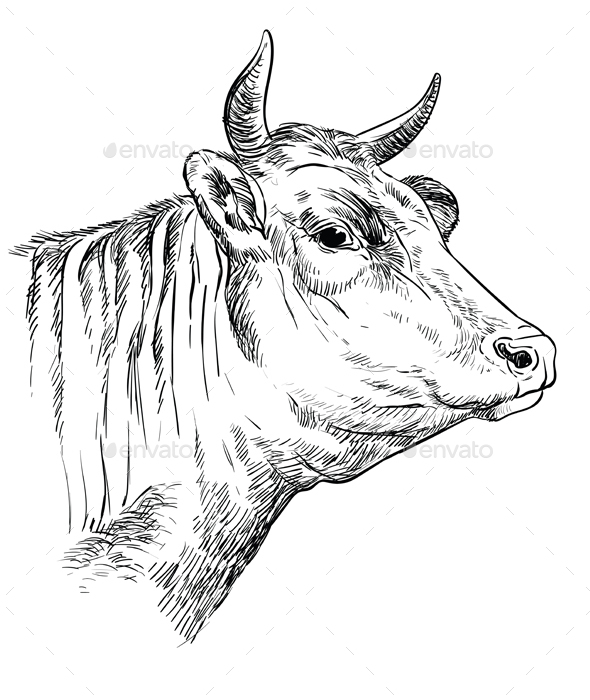 Hand drawing bull 2