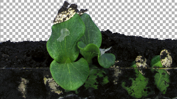 Time-lapse of germinating pumpkin seeds with ALPHA channel