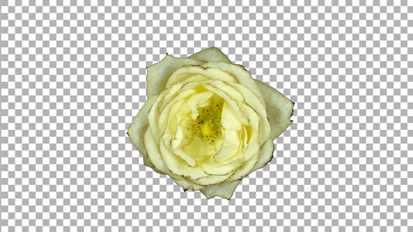 Seamless rotating time-lapse of opening and closing white rose with ALPHA channel, top view