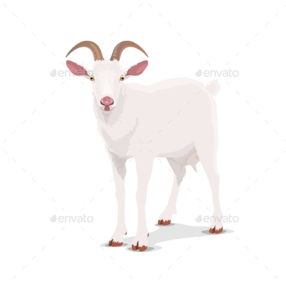 White Goat Cartoon Vector Nanny Cattle Farm Animal